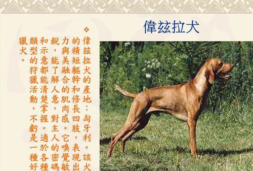 世界名犬图片大全,世界名犬图片大全 大型犬图1