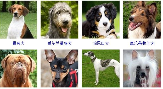猎犬品种 排名图片