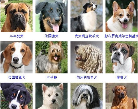 狗品种大全及图片,狗的品种有哪些图8