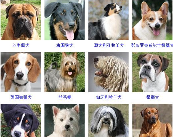 名犬品种大全及图片