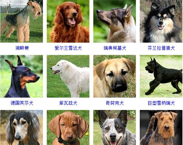 狗品种大全及图片,狗的品种有哪些图9
