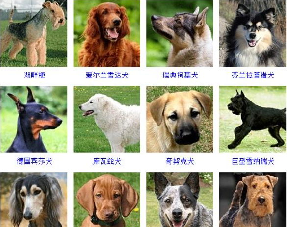 名犬品种大全及图片