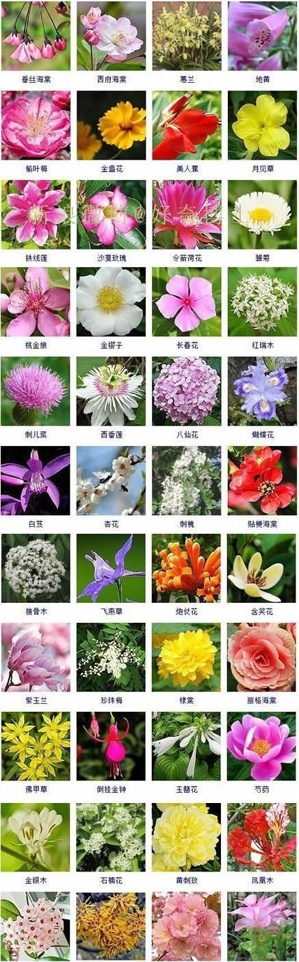 花的名字大全及图片,所有紫色花的名字和图片图1