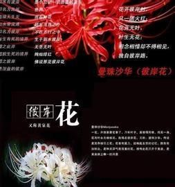 关于彼岸花的网名昵称,带有彼岸花的微信昵称图2