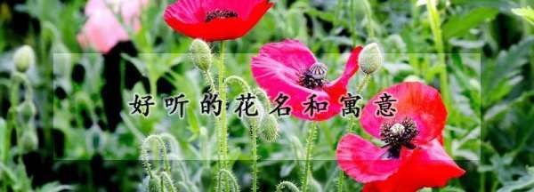 名字好听的花,好听的花名和寓意当笔名图1