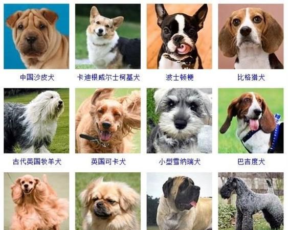 宠物狗的品种及价格,宠物犬类品种大全图4