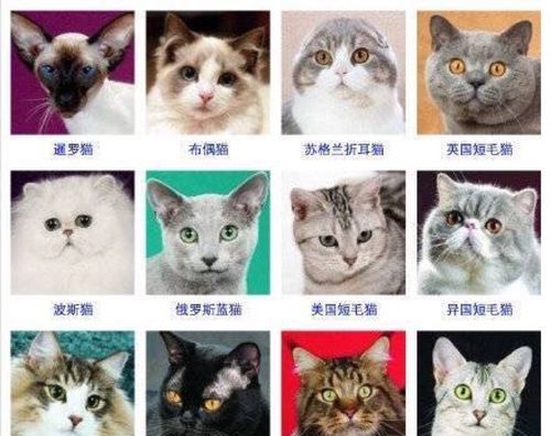 宠物猫品种和价格图片,国外宠物猫的品种及价格图15