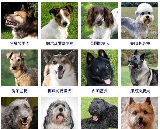 小型犬品种大全带名字,小型狗狗品种图13