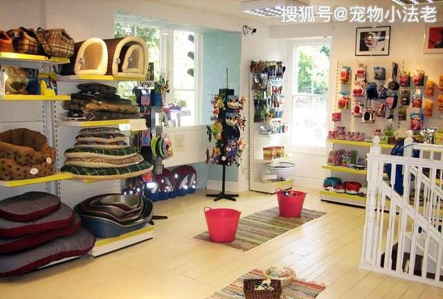 宠物店工作需要什么要,宠物美容店对于美容师都有什么要呢要求图2