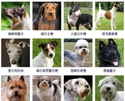 狗的品种 大型名字图片