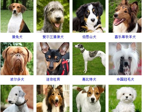 狗品种大全及图片,名犬品种大全及图片图4