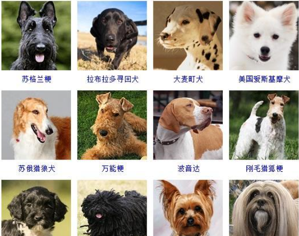 狗品种大全及图片,名犬品种大全及图片图5