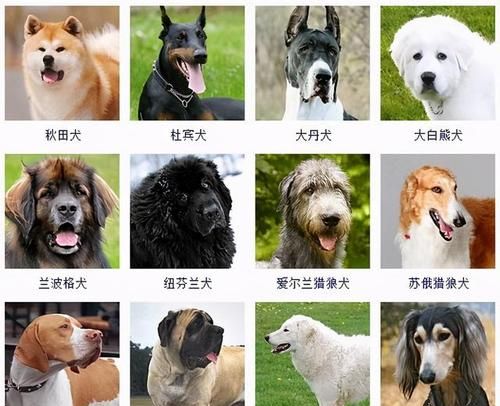 大型犬品种大全,大型犬有哪些品种图8