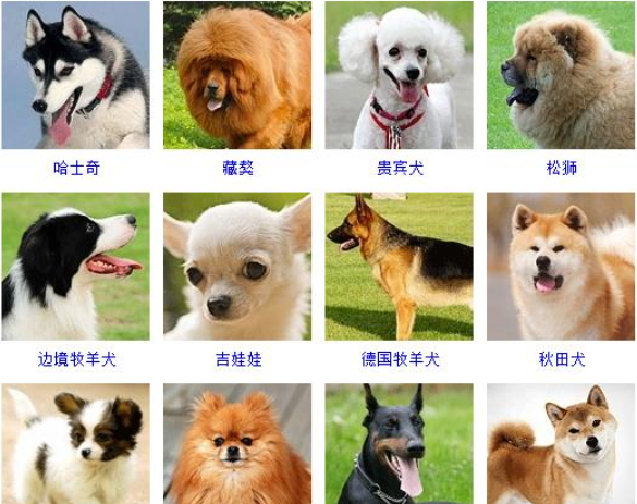 十大狗品种图片