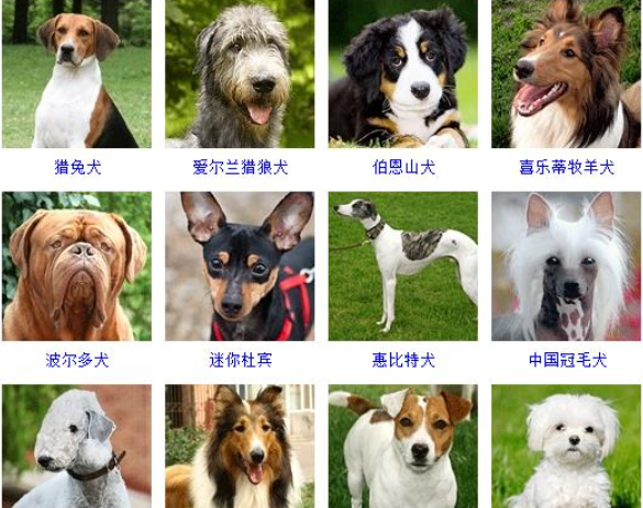 世界所有名犬图片