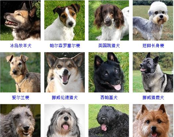 日本名犬图片大全名字图片