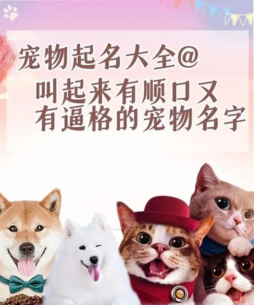 宠物名字独特小众,小众高级猫咪名字英文图2