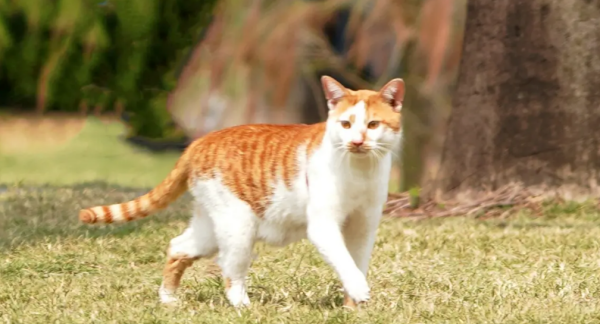 宠物猫品种大全及图片,长毛猫咪的品种及图片图15