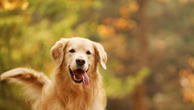 好听的金毛犬名字,最洋气的狗名招财旺家牧羊犬图1