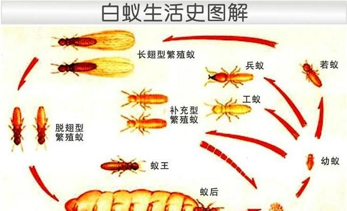 群蚁排衙的意思,群蚁排什么成语有哪些图1