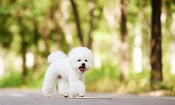 比熊犬价格,买的狗不想要了怎么办图1