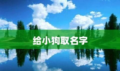 好听的小狗名字,好听的小狗名字大全可爱的名子图9