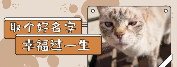 猫猫的好听的名字,猫猫的好听的名字图4