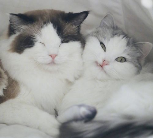 超可爱的猫咪情侣头像图片