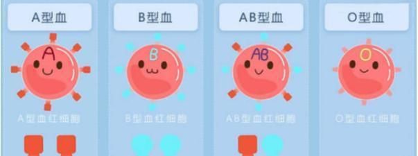 人的血型一般可以分为a型,b型,o型和ab型,o型血其实是指红细胞表面上