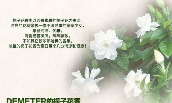 gardenia,gardenia什么意思中文图1