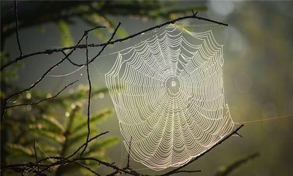 梦见蜘蛛网缠在自己身上被弄掉了,梦见被蜘蛛网缠住图4