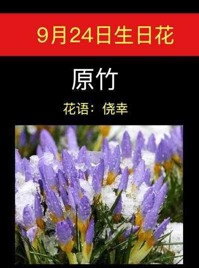 生日花语对照表,365天的花语对照表6月13图7