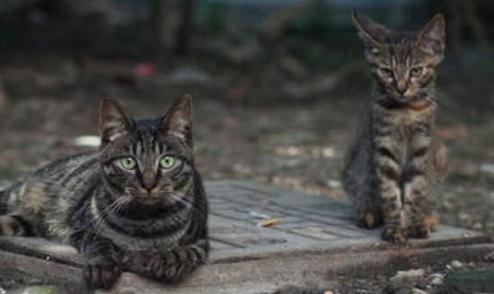 半夜猫叫有什么预兆周公,晚上猫叫有什么预兆不是半夜叫图3