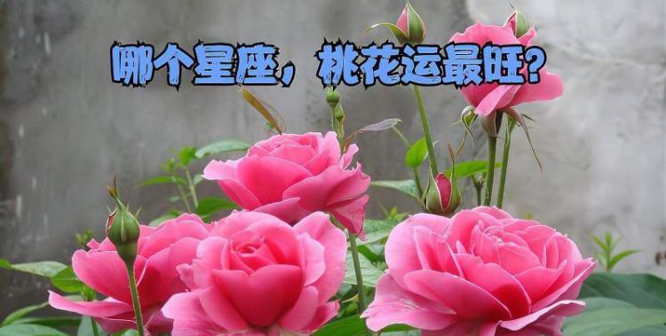 测一生桃花运
,生辰八字测桃花运最准的测试图2