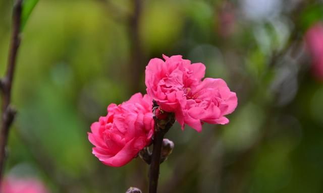 测一生桃花运
,生辰八字测桃花运最准的测试图4