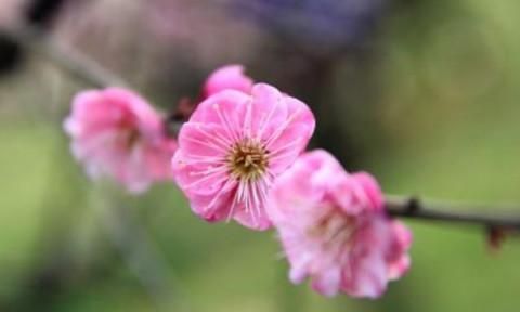 农历几月出生桃花运强
,97年牛几月出生犯桃花图2