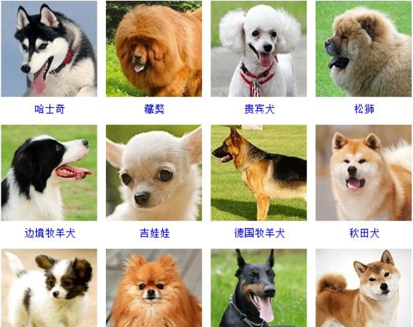 名犬品种大全及图片,名犬品种大全及图片图1