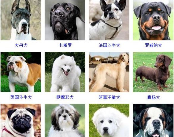 名犬品种大全及图片,名犬品种大全及图片图2