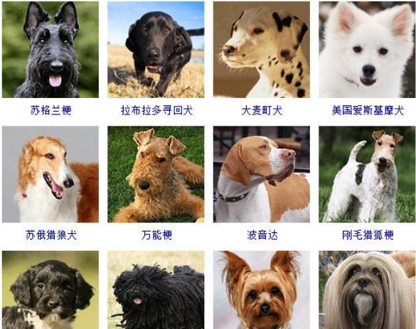 名犬品种大全及图片,名犬品种大全及图片图5