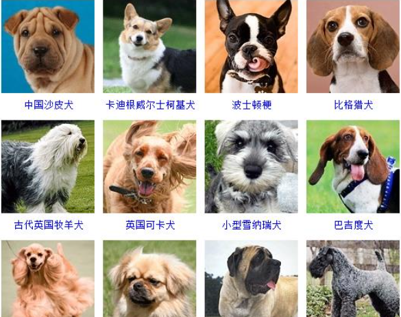 名犬品种大全及图片,名犬品种大全及图片图6