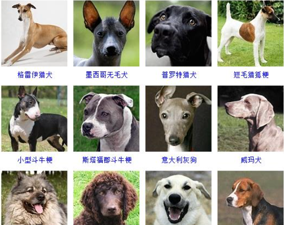 名犬品种大全及图片,名犬品种大全及图片图9