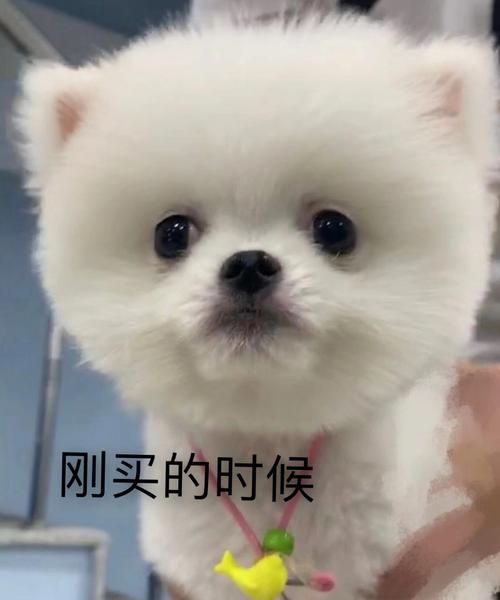 博美犬多少钱一只,哈多利系博美犬多少钱一只图2