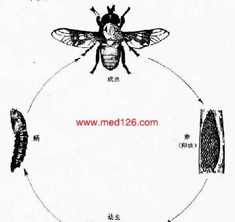 聚膻却蚋怎么读,写出如开头的成语图3