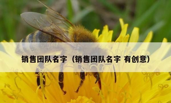 四人团队的幽默的名字