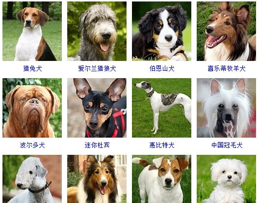 72种名犬图片