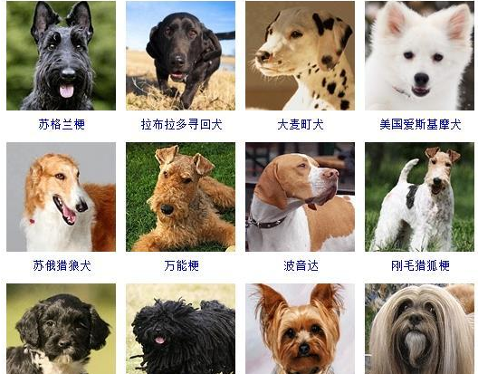 72种名犬图片