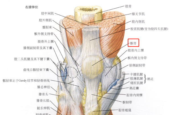 髌怎么读,骨宾合起来读什么字图3