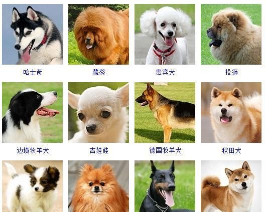 宠物名字大全霸气的,猫名字好听又吉利霸气猫名字母猫图2