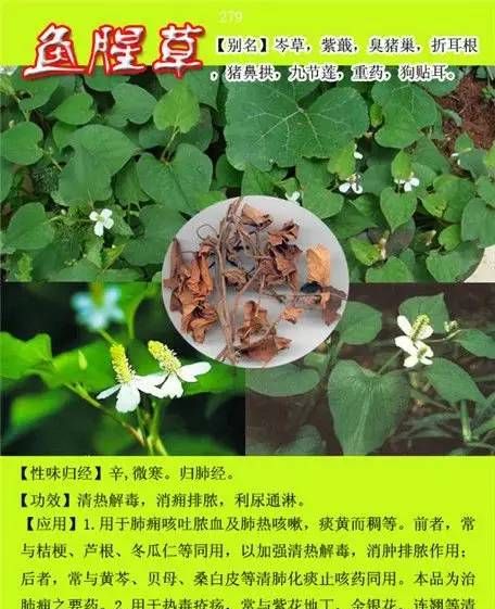 中草药名大全3000种,中药命名的方法有哪些图1