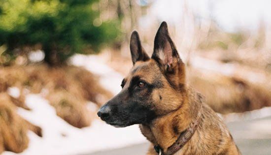 杜宾犬可以在城市养,杜宾是禁养犬吗图4